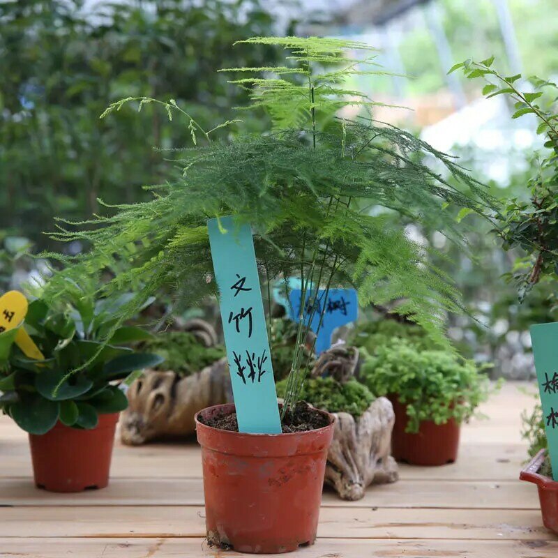 Vendita calda 5cm etichette per piante Indoor Bonsai nome Tag plastica multicolori tipo di palo asilo vaso di fiori piante ornamenti
