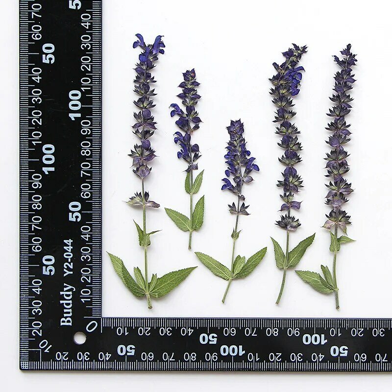 60 buah ditekan kering daun Lavender bunga Herbarium untuk Resin epoksi perhiasan kartu pembatas buku bingkai casing ponsel lampu rias DIY