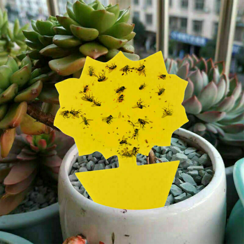 20 piezas de pegamento para insectos, papel adhesivo amarillo para atrapar moscas, frutas, insectos, áfidos
