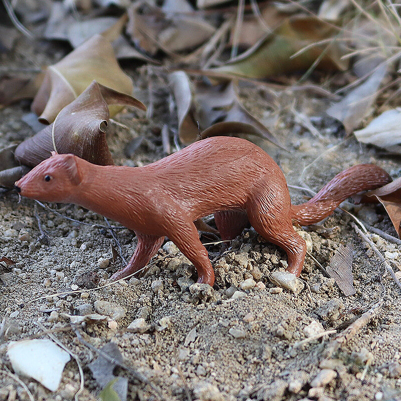 Anak-anak pendidikan sains kognitif mainan simulasi hewan dunia Weasel Maned serigala Model awal pencerahan alat