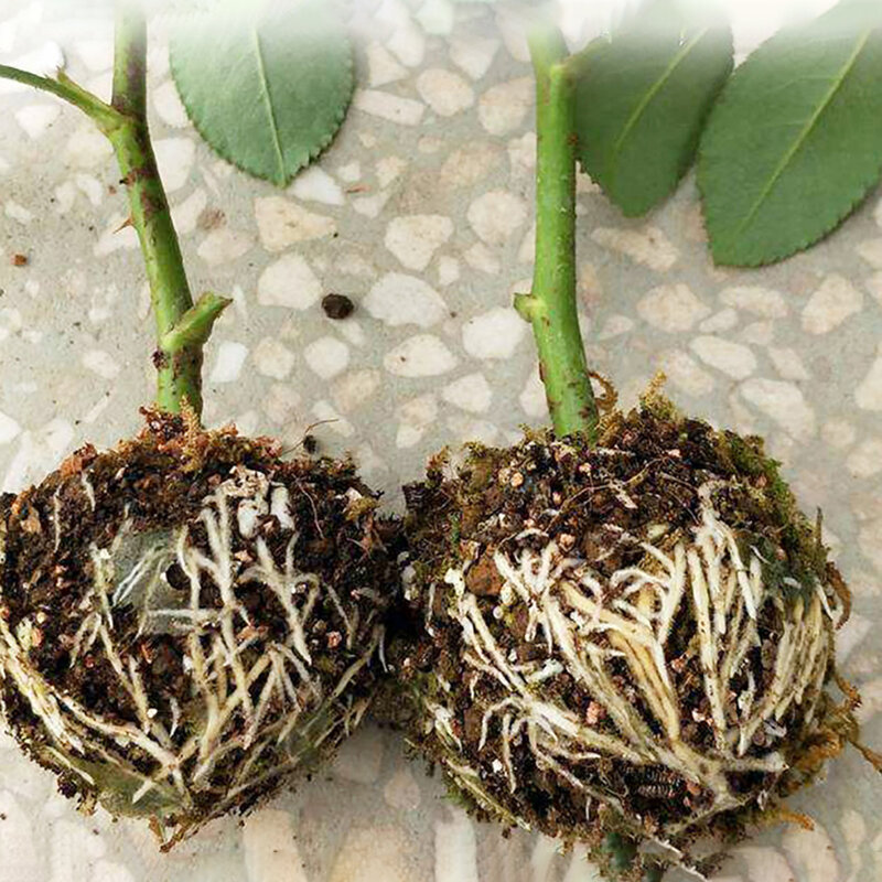 3 buah kotak penumbuh akar tanaman dapat digunakan kembali pemotongan cangkok bola akar kebun kebun kebun kebun kebun peralatan pembiakan S M L