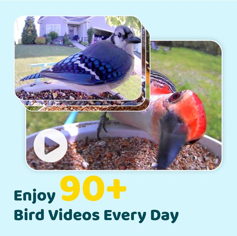 NETVUE Birdfy®Умная кормушка для птиц с камерой, камера наблюдения за птицами, автоматическая съемка видео для птиц