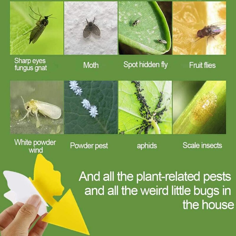 20Pcs Sticky Falle, obst Fliegen und Gnat Falle Gelb Klebrige Bug Fallen für Indoor/Outdoor Verwenden Insekten Catcher für Weiß Fliegen