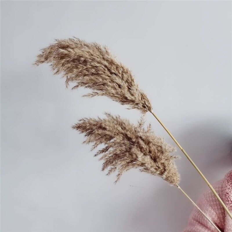 Natural Fluffy Pampas Grass ดอกไม้จัดงานแต่งงานตกแต่ง Phragmites แห้งดอกไม้ช่อดอกไม้ Boho Home Room Decor