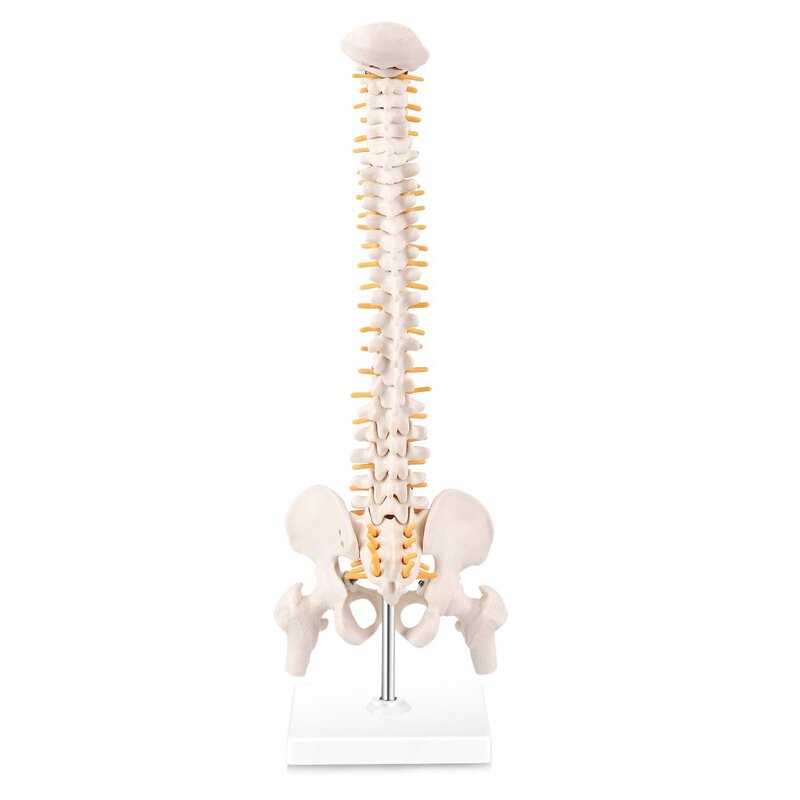 Miniatur Model anatomi tulang belakang, Model kolom Vertebral Mini 15.5 inci dengan saraf tulang belakang, panggul, Femur, dipasang pada dasar