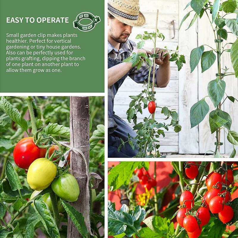 1 sztuk klipy roślin obsługuje wielokrotnego użytku plastikowe łączy mocowania winorośli pomidor macierzystych szczepienia roślin warzywnych sad i narzędzia ogrodnicze