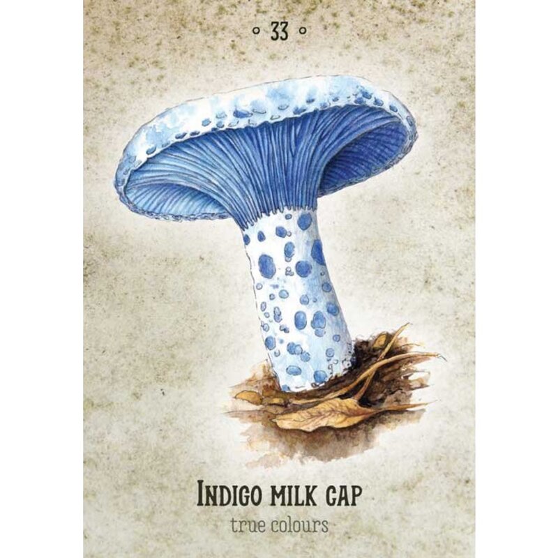 10.4*7.3cm karty wyroczni spirytusu grzybowego 36 szt. Ręcznie rysowane obrazy grzybów z całego świata