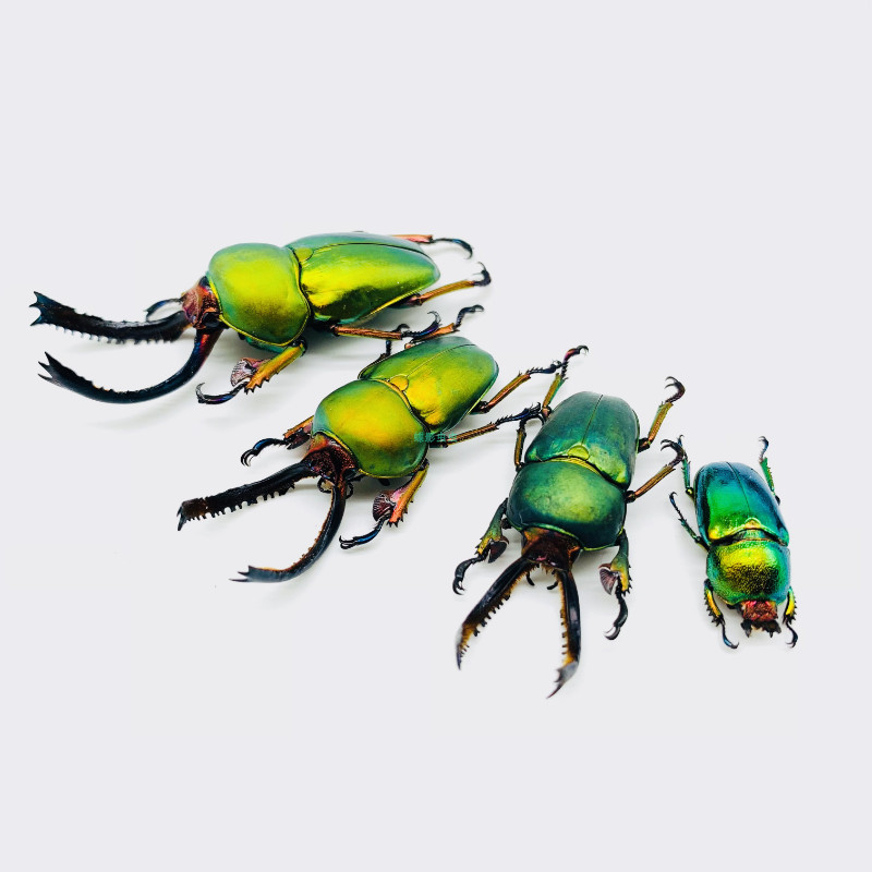 Lamprima adolphinae mag zu sammeln echt insekt proben DIY handwerk kleine ornamente fotografie requisiten home decor