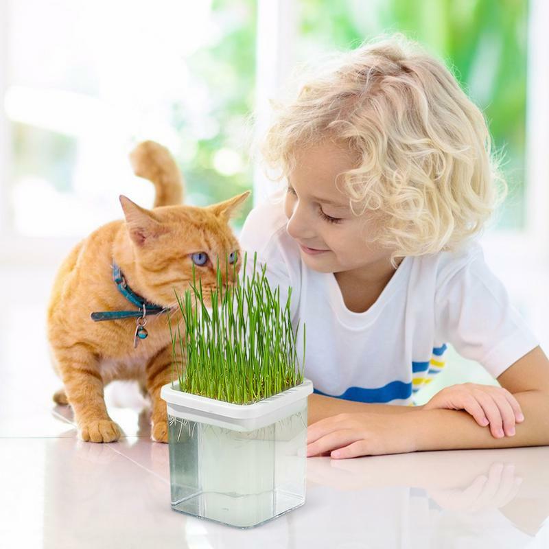กล่องปลูกหญ้าสำหรับแมวแบบไฮโดรโปนิกส์กล่องปลูกพืชดินไม่ใช้ดินปลูกต้นไม้ในบ้าน