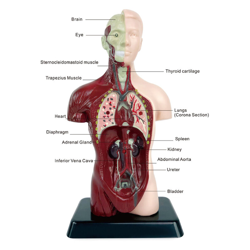 Modelo de corpo humano reutilizável resistente ao desgaste, órgãos removíveis, brinquedo para estudantes, crianças, adultos, 1pc