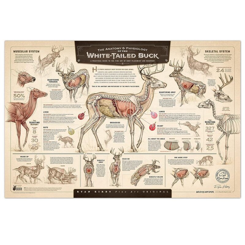 "The Growth And Maturity Of The White-Tailed Buck" Paper Prints