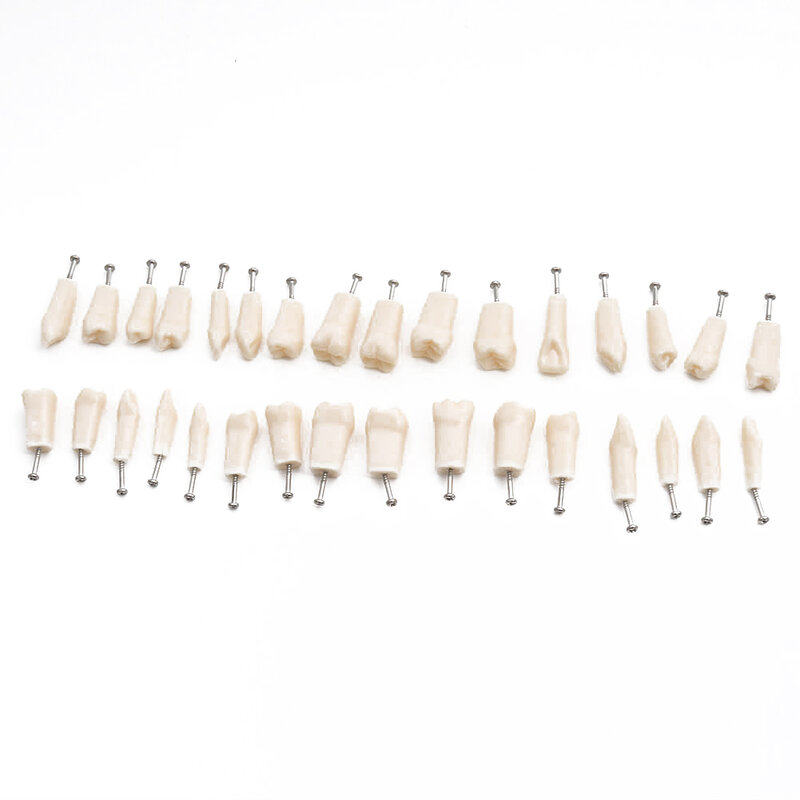 نموذج لشكل الأسنان الأسنان تناسب Frasaco نموذج لشكل الأسنان نموذج للتدريس الأسنان نموذج الأسنان القابلة للإزالة 32 قطعة الأسنان المتاحة