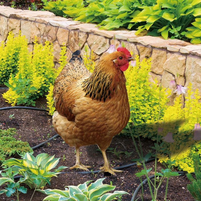 Chicken Yard Art realistico pollo scultura 2D acrilico gallina pollo statua giardino pollo farcito per fattoria giardino Patio prato