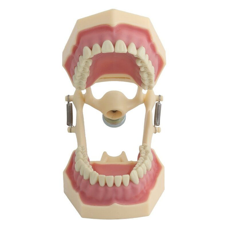 ฟันปลอมพอดีกับ frasaco ฟันปลอมทันตกรรมการสาธิตรูปแบบฟันที่ถอดออกได้32ชิ้นฟันใช้ได้