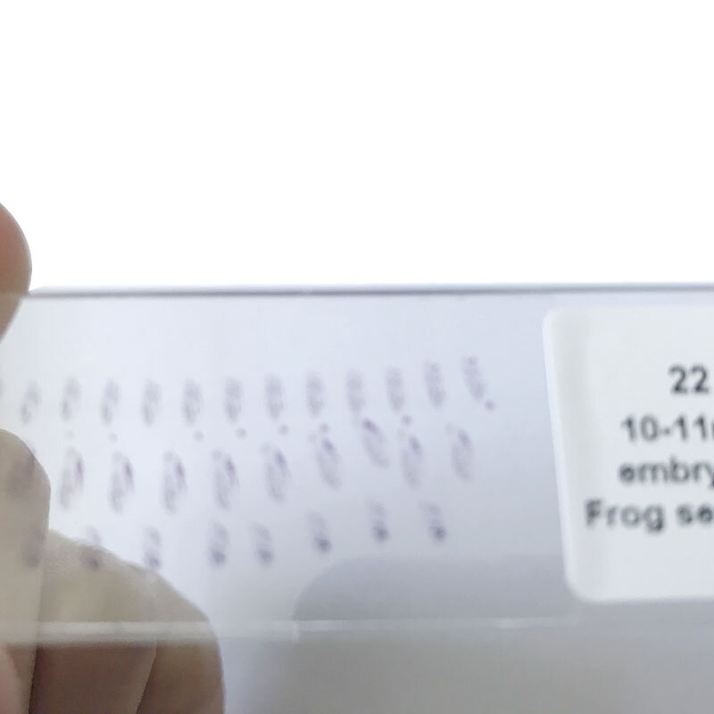 Juego de portaobjetos para microscopio, set de 25 unidades de rana para desarrollar el embrión
