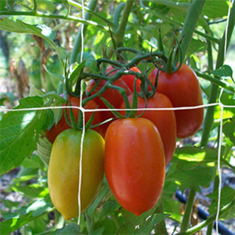 Red de poliéster para plantas trepadoras, malla para cultivo hidropónico, Marco A, para plantas trepadoras, verduras y frutas