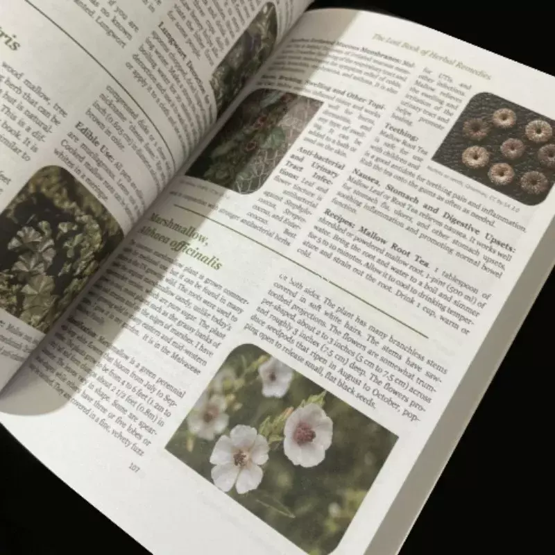 Das verlorene Buch der Kräuter heilmittel die Heilkraft der Pflanzen medizin Taschenbuch