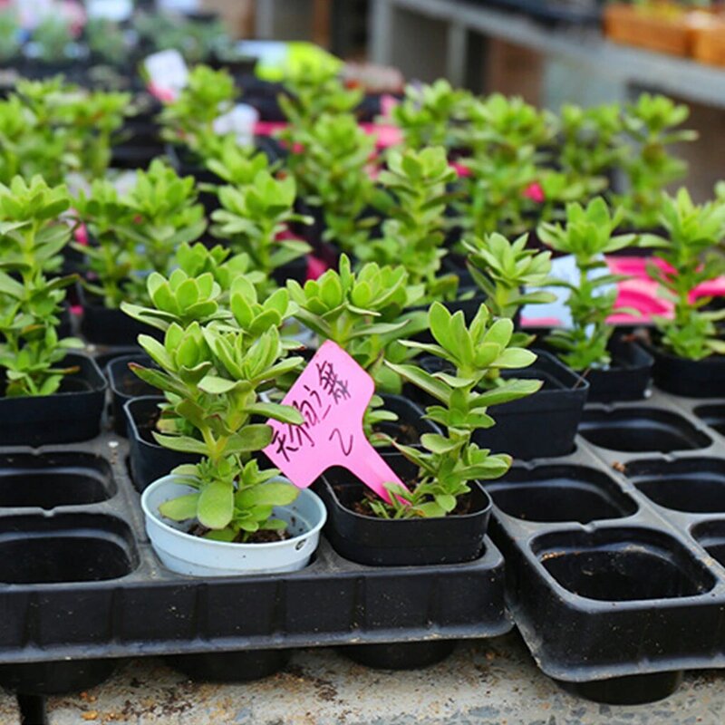 Pots de fleurs en PVC pour semis soignés, plante de laboratoire, croissance et croissance de pépinière, urgence, 10 pièces