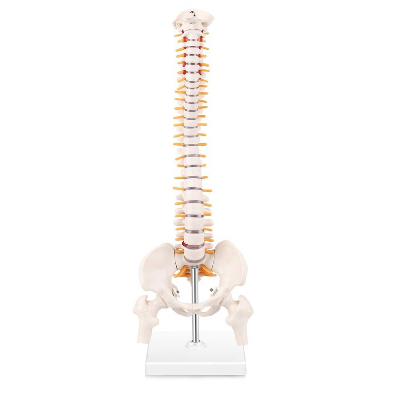 Miniaturowy Model anatomiczny kręgosłupa, 15-5-calowy Model Mini kręgosłupa z nerwami rdzeniowymi, miednicą, kością udową, zamontowanymi na podstawie