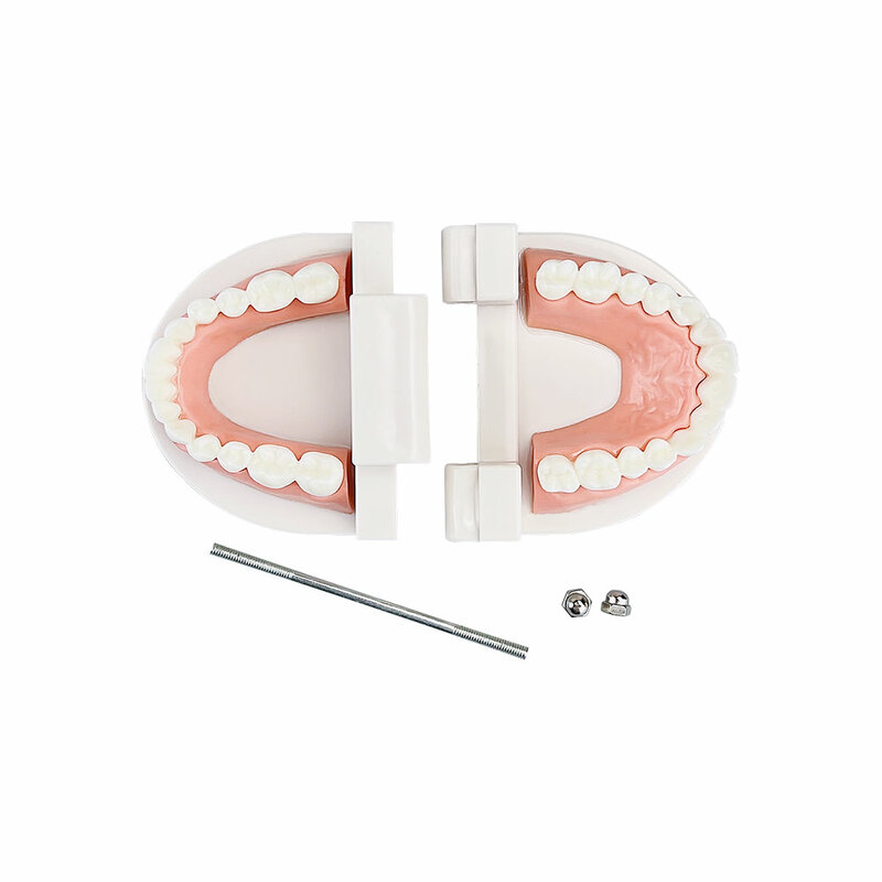 Стандартная модель зубов для взрослых, модель стоматологии, лабораторный материал для обучения, инструмент для клиники