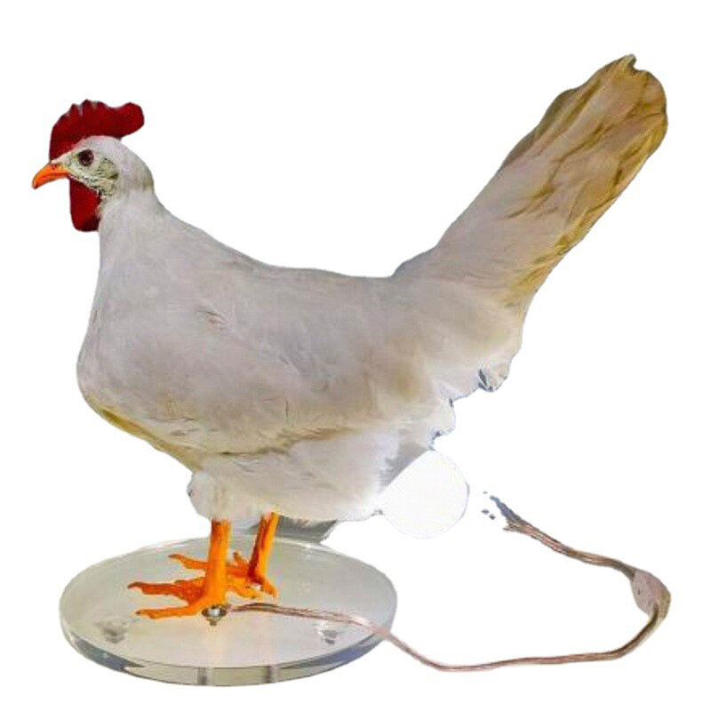 Lampu ayam Taxidermy, 1 buah simulasi kreatif ayam Petal hewan ayam telur lampu rumah liburan pesta hadiah