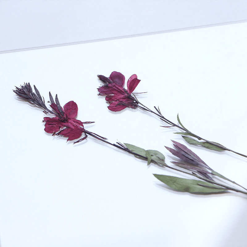 24pcs Pressed Dried Gaura lindheimeri Flower Stem Herbarium Jewelry Postcard Bookmark Frame Phone Case Face Makeup Lamp Card DIY
