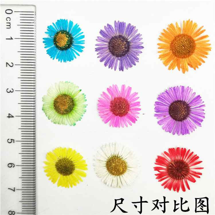 Small tarpaulin, chrysanthemum, true flower, dried flower, pressed flower, true flower, facial makeup, herbarium, glue dropping