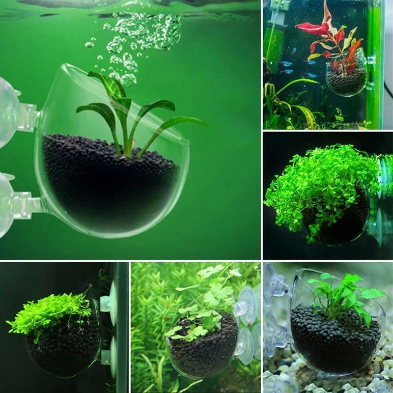 Vaso per piante da acquario tazza cilindrica in vetro con ventose per coltivare semi di piante acquatiche accessorio per la decorazione di acquario di muschio di corallo