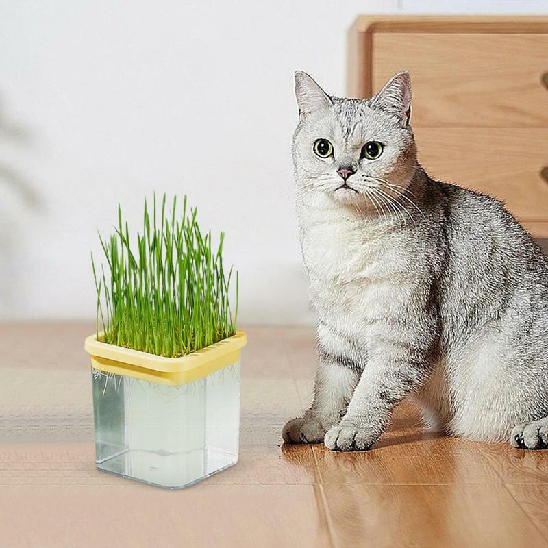 Maceta de hierba para gatos sin suelo, caja de hierba para gatos hidropónica, caja de hierba para gatos para el hogar, maceta para cultivo de hierba de trigo