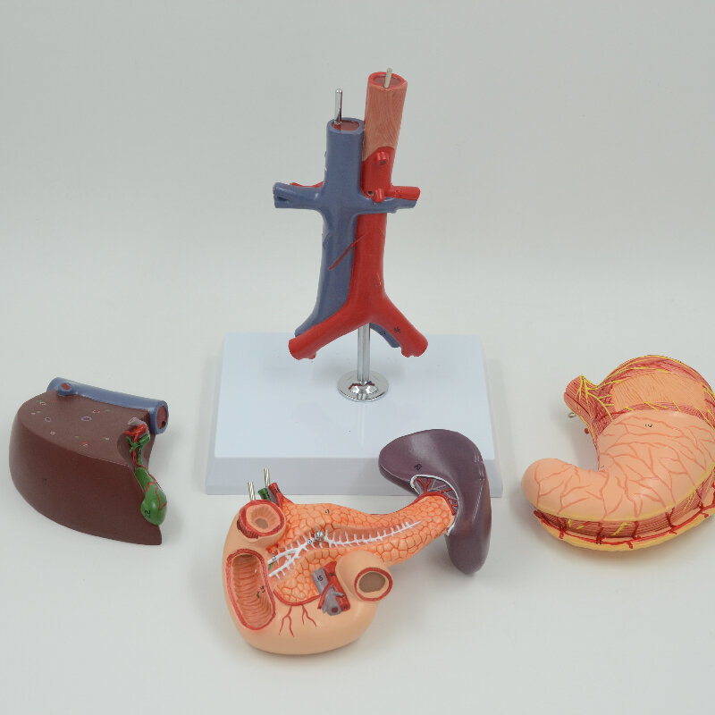 Modèle d'anatomie du ventre, équipement éducatif, matériel d'enseignement des Sciences médicales