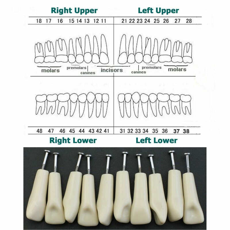 نموذج أسنان بديل الأسنان لكولمبيا ، نوع تيبودونت ، #11 ، #13 ، أو 10 في اللوت