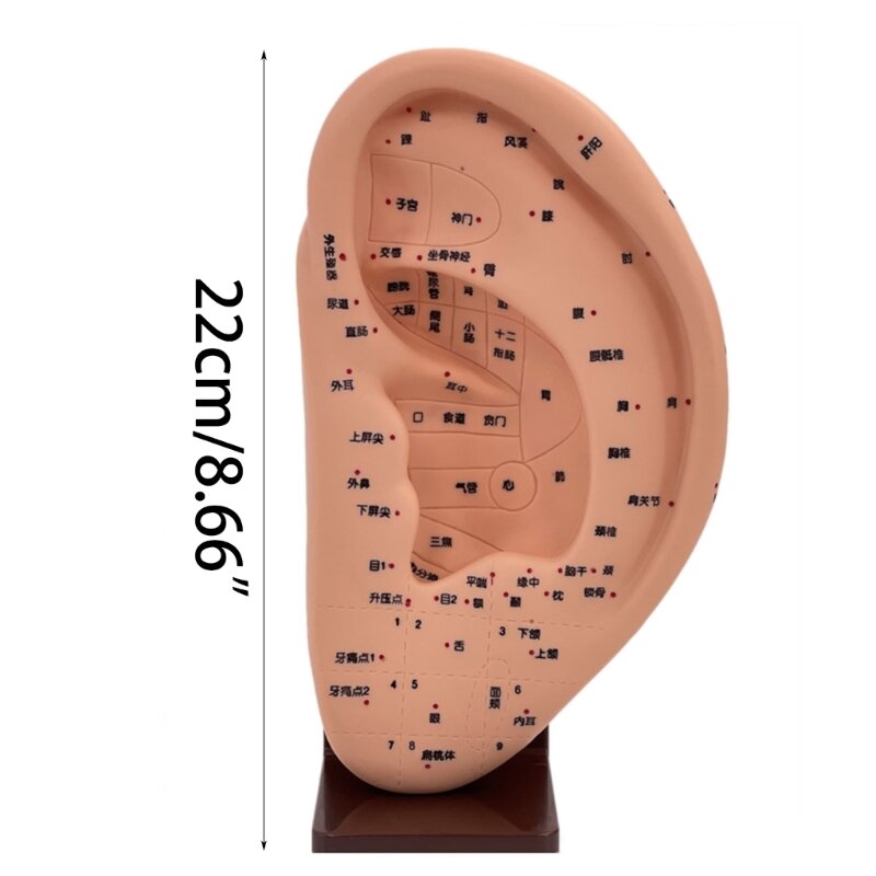 耳鍼モデル 耳ツボモデル 医療人間の耳マッサージ鍼モデル PVC 耳リフレクソロジーツボモデル