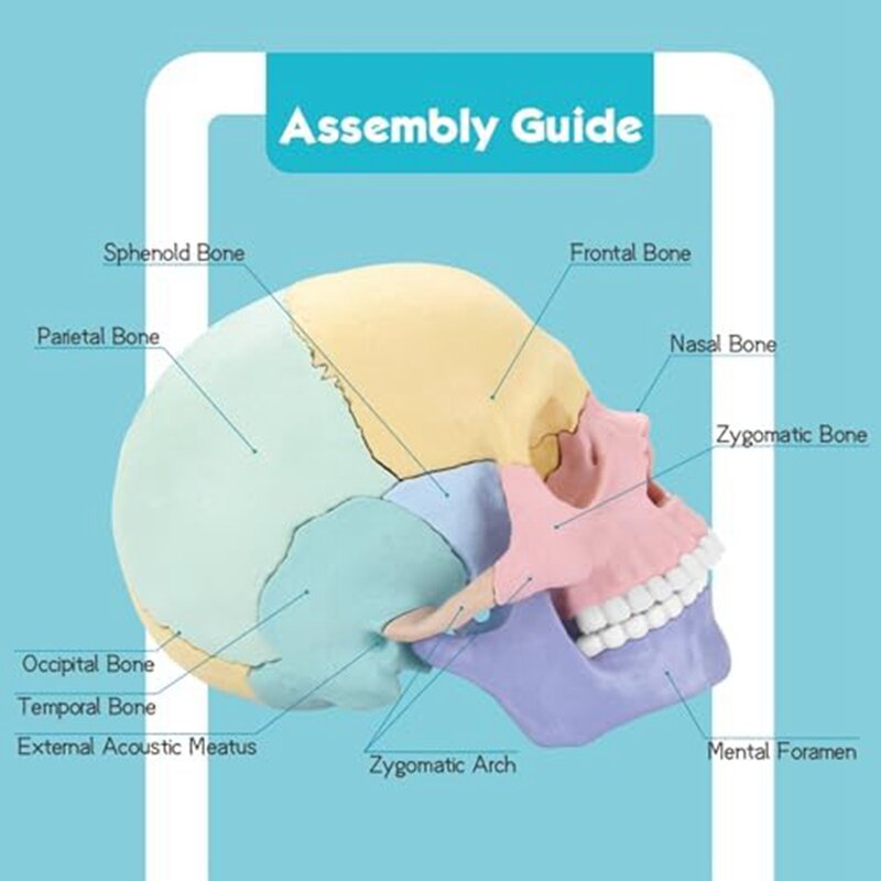 Anatomie-Schädel modell, Schädel puzzle der menschlichen Anatomie, abnehmbares Mini-Modell des menschlichen Schädels, Klinik unterricht