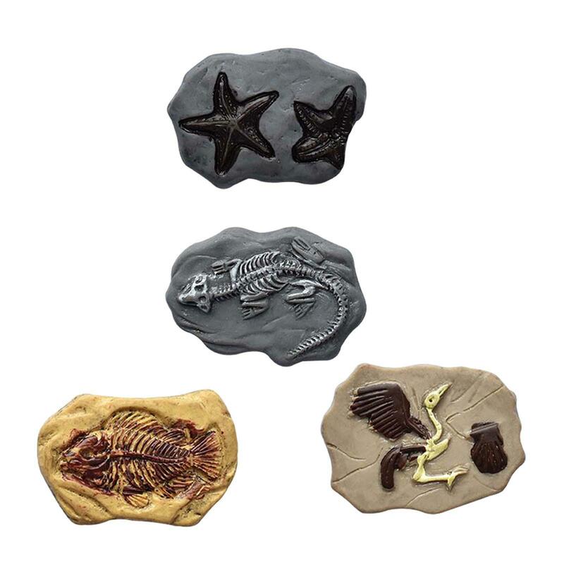 Ornements de fossile miniatures, décoration de téléphone exécutif, maison de courses, archéologie