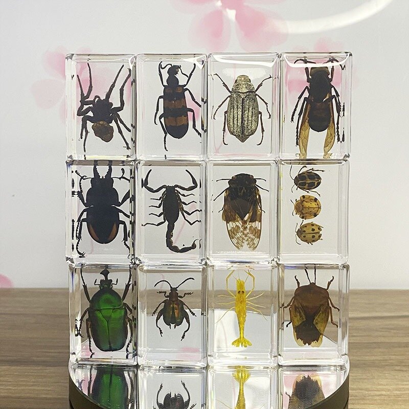 Insectos reales de Taxidermia, insectos de resina transparente, adorno creativo de Tarántula, juguete de observación de especímenes científicos educativos para niños