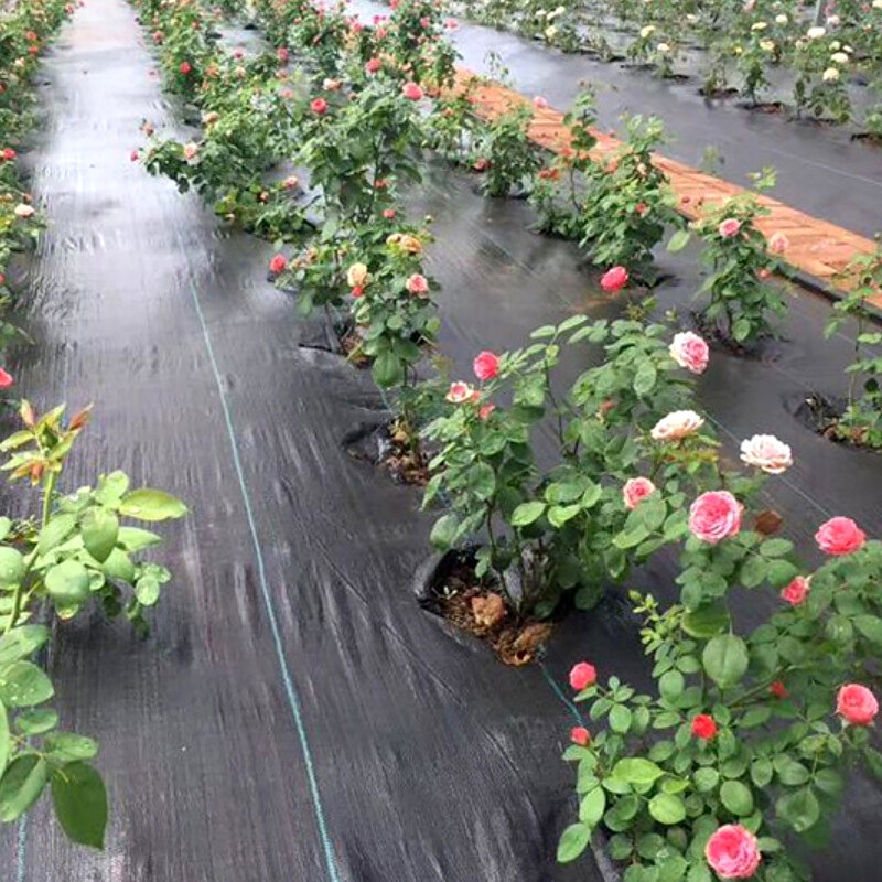 Starke Haltbarkeit Garten gebäude durchlässiges Tuch zur Unkraut bekämpfung reduziertes Unkraut wachstum zum Schutz des unkraut festen Bodens