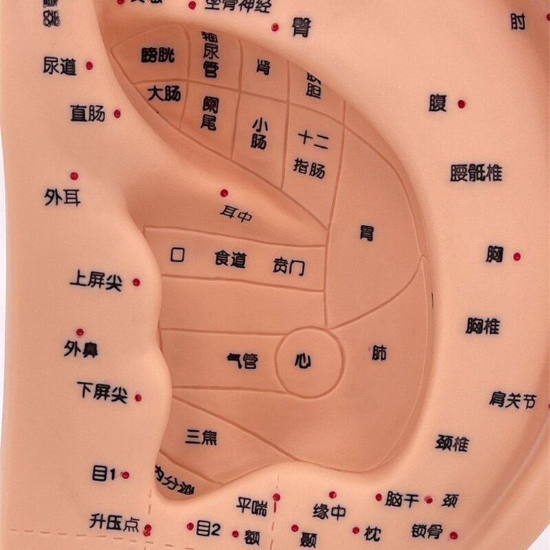 Модель акупунктуры ушей, модель акупунктурных точек уха, медицинская модель для массажа ушей человека, модель акупунктуры, ПВХ,