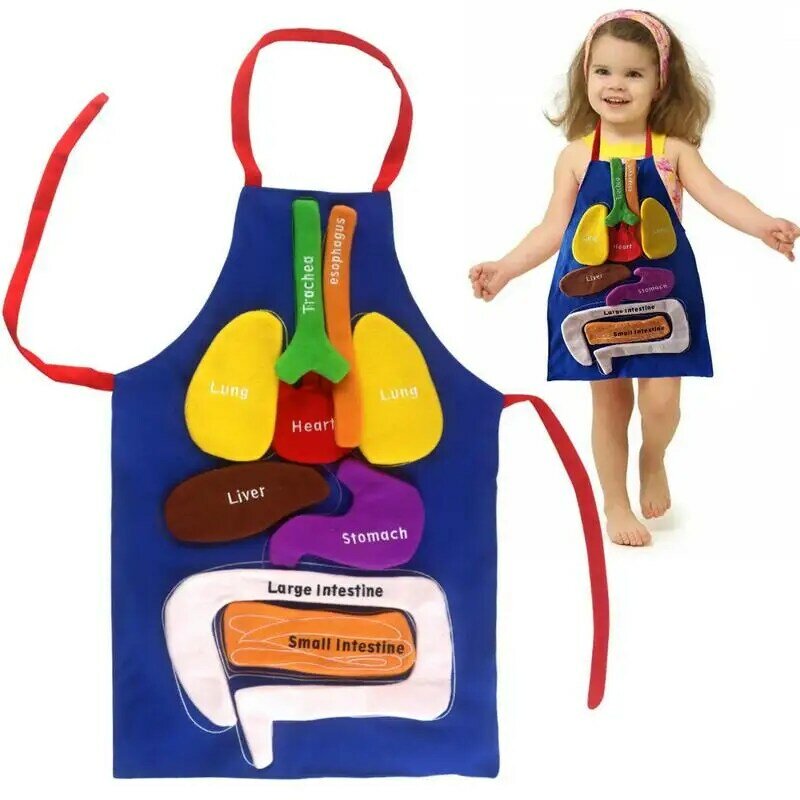 3D Organ Apron Body Model For Kids Apron Human Body Organs Awareness Educational Toy For Home Preschool Teaching Aid Transparent