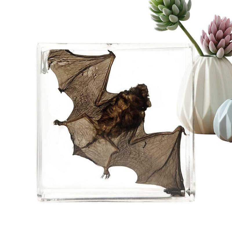Especímenes de animales en resina acrílica, espécimen de murciélago en resina, adornos de animales pequeños, espécimen de murciélago Real, Decoración de mesa para gabinete antiguo