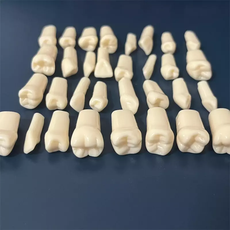 Modelo de dientes de Typodont Dental, dientes de práctica de dentadura de resina Individual con tornillo extraíble para dentistas Nissin, accesorios de enseñanza