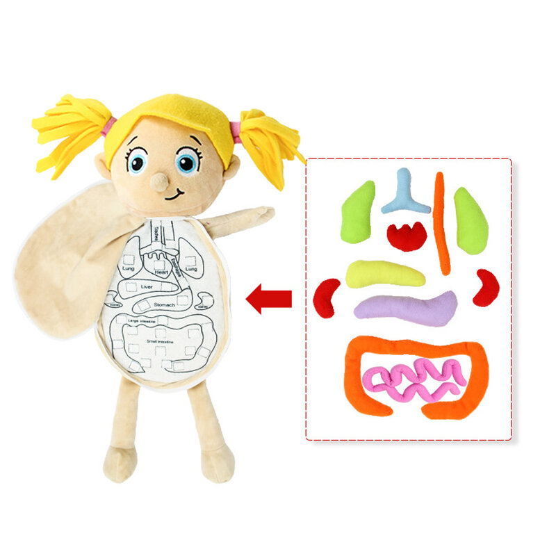 Alat mengajar rumah kelas kesadaran organ manusia 3D anak prasekolah struktur tubuh pendidikan mainan sains pembelajaran anatomi