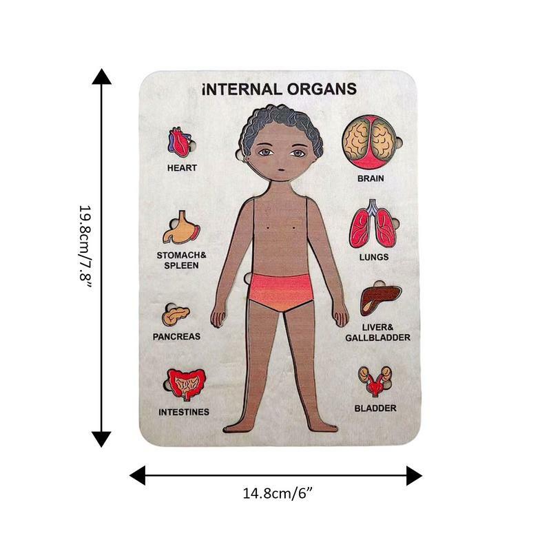 Human Body Model Puzzle For Toddlers Learning Human Body Puzzle Boys Anatomy Body Parts Play Set Learn Body Parts Organs Muscles