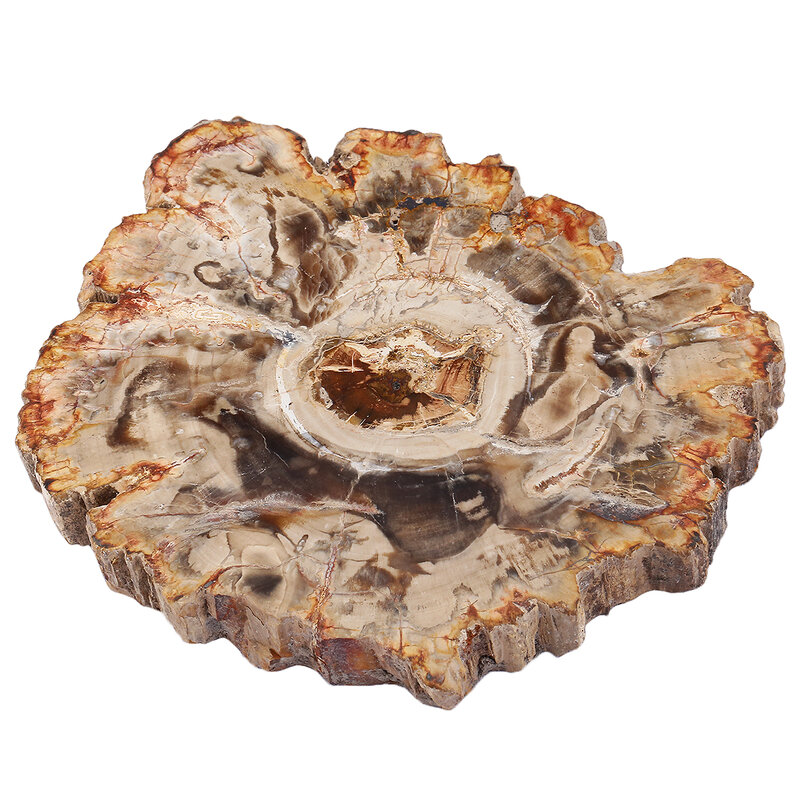 천연 석화 나무 석판 표본 불규칙한 치유 크리스탈 컬렉션, 보석 만들기 방 장식 135-250g, 1 개