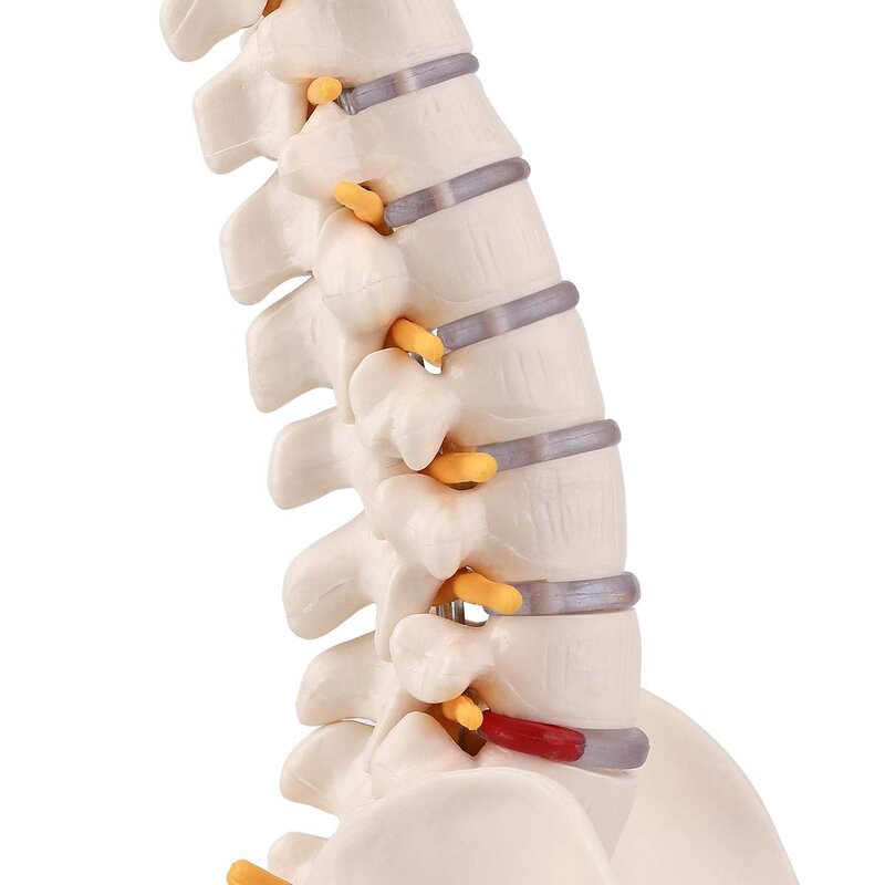 미니어처 척추 해부학 모델, 15.5 인치 미니 척추 기둥 모델, 척추 신경, 골반, 허벅지, 베이스에 장착
