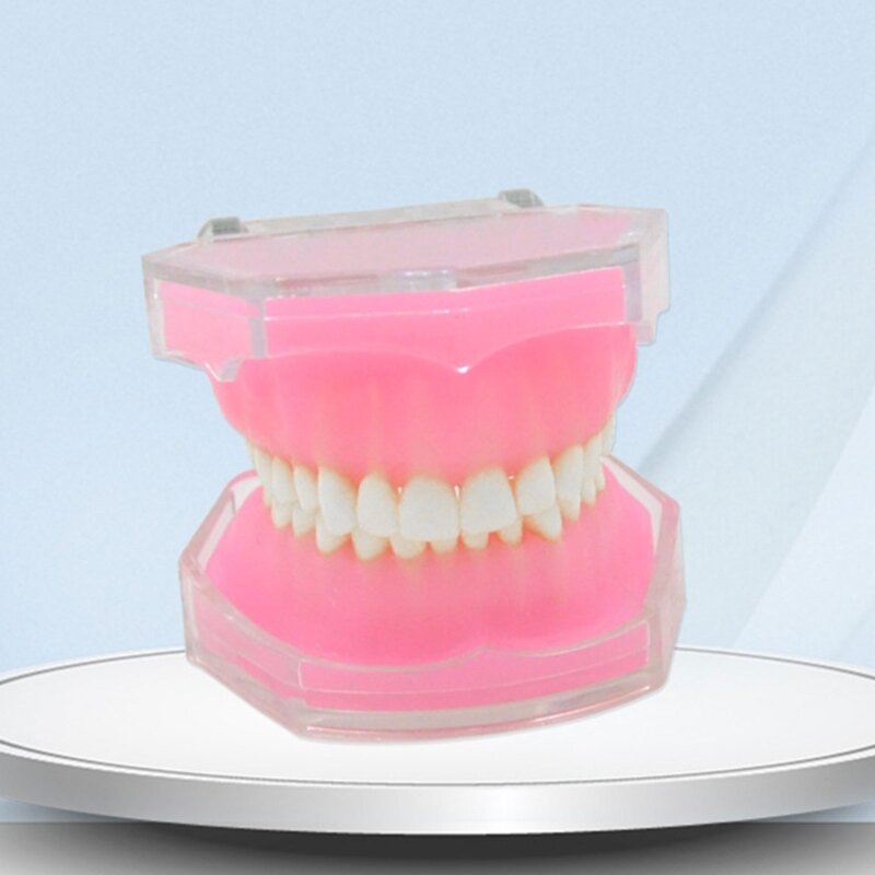Model gigi Typodont, alat pembelajaran Model gigi dapat dilepas Dropship