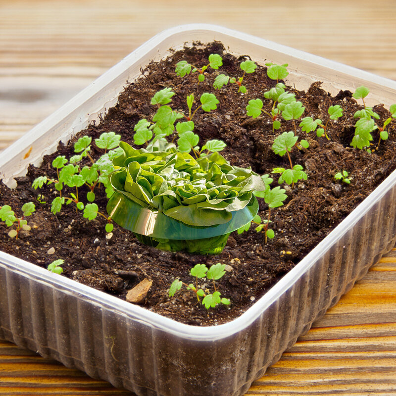 Slak Kraag Plant Bescherming Efficiënte Groene Groente Plant Cover Makkelijk Te Gebruiken Slak Preventie Plant Pot Cover