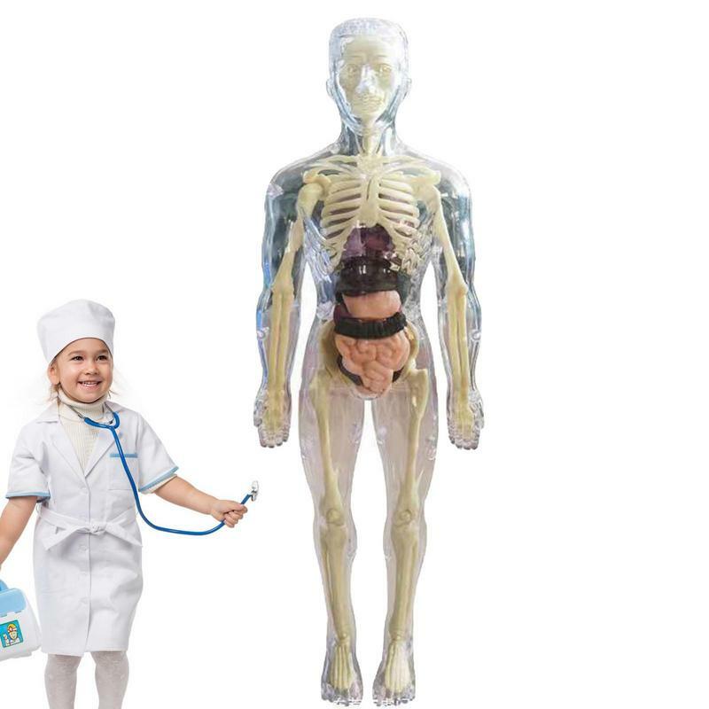 Modelo de corpo humano 3D visível para crianças, esqueleto realista, montagem anatômica, kit científico educacional, brinquedo de boneca