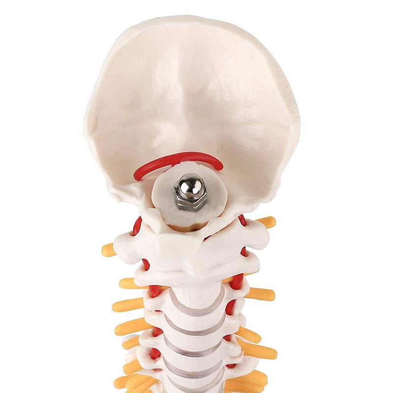 Modelo Miniatura de Anatomia Espinha Mini Modelo de Coluna Vervical Nervos Espinhais, Pelve, Fêmea Montada na Base, 15,5"