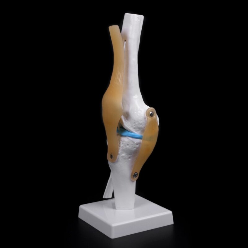 Ludzki anatomiczny staw kolanowy elastyczny model szkieletu Medyczna pomoc naukowa Anatomia