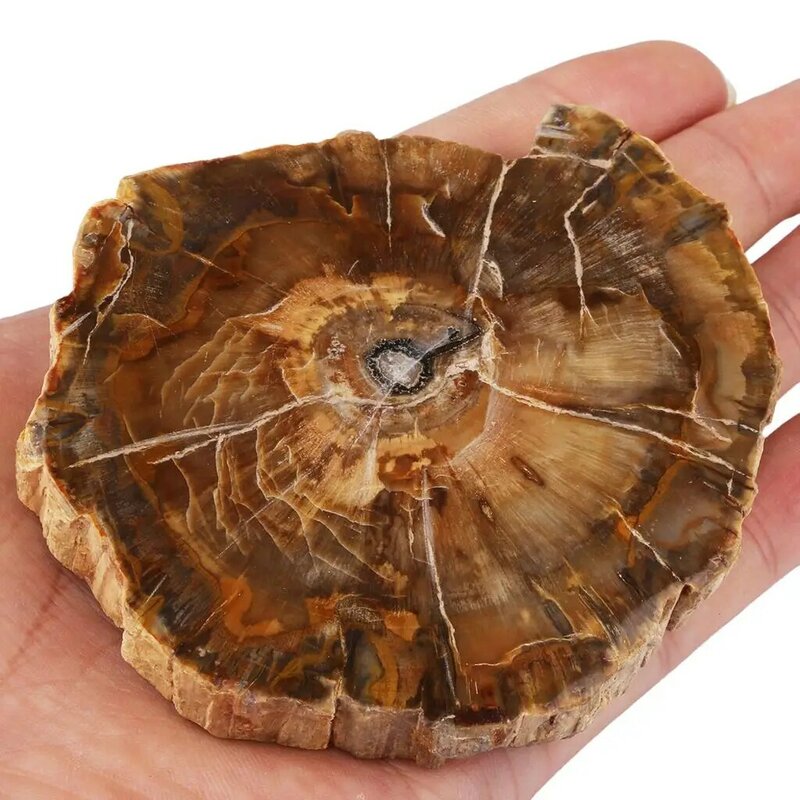 1Pc Natural Petrified Wood Stone Slab Specimen Irregular Healing Crystal Collection For Jewelry Making Room Decor 135-250g